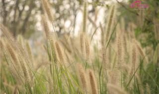 芳草萋萋鹦鹉洲全诗 芳草萋萋鹦鹉洲全诗