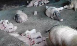 养猪的成本 养猪的成本