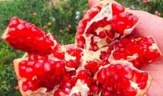 突尼斯软籽石榴产地